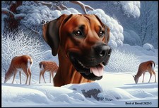 Rhodesian Ridgeback Winter