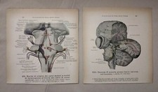 2 Stampe Anatomiche Vintage