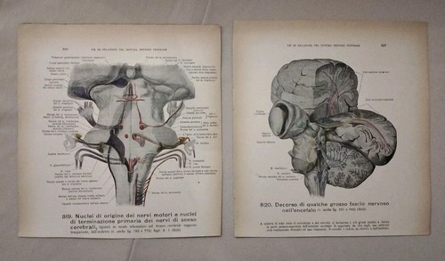 Stampe anatomiche vintage - 2,