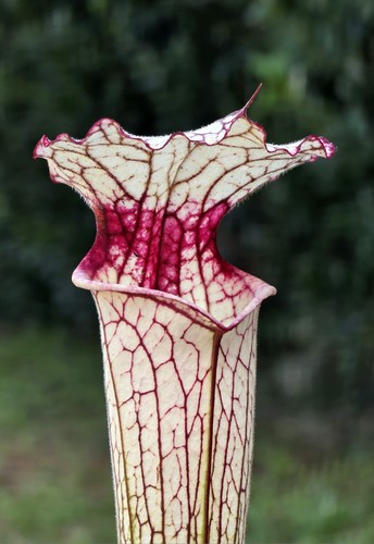 Sarracenia iamsatyricon - sarracenia, x