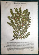 Stampa antica MATTIOLI