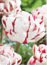 bulbi di tulipani a fiore doppio, tulipani  bicolori Carnaval de Nice