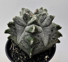 Fantastico Astrophytum