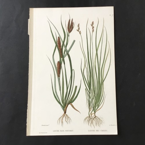 Incisione botanica xix secolo - botanica,