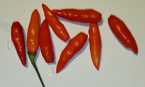 Semi peperoncino tabasco - 20, di