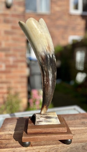 Vintage natural cow horn vase - cow,