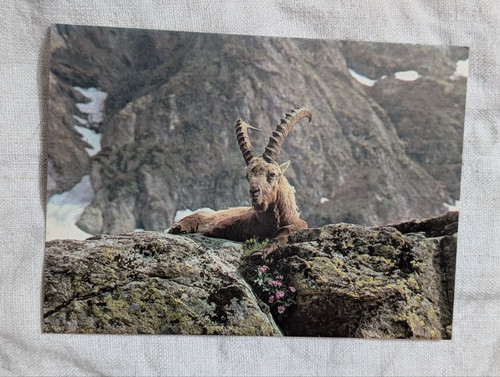 Stampa foto cartolina