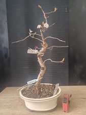 bonsai di  prunus sakura h 54