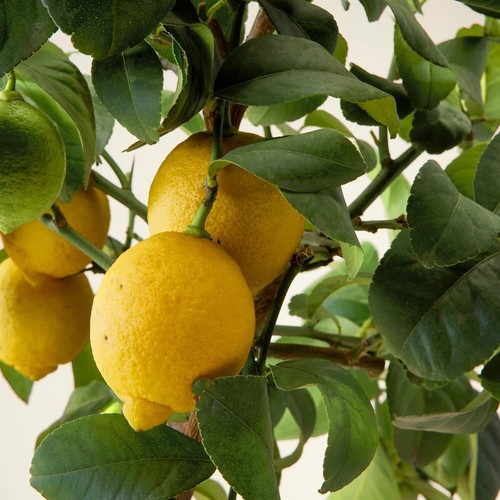 Citrus limon lunario - limon, "lunario"