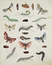 1851 ANTICA STAMPA NATURALE SU FARFALLE/METAMORFOSI/VARIE SPECIE. Wall Art.AETNA