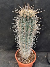 PACHYCEREUS PRINGLEI - VIVAIO IL GIARDINO DI MAYA- CACTUS PIANTE GRASSE 711