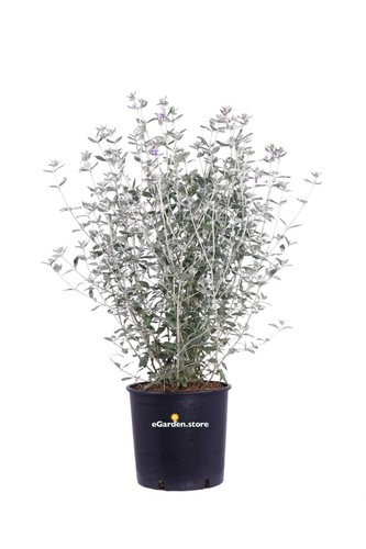 Pianta teucrium fruticans - teucrium,