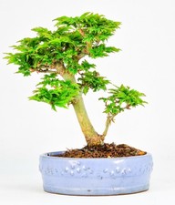 Bonsai acero testa - testa, leone