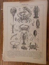 antica stampa da incorniciare