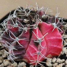Gymnocalycium Friedrichii