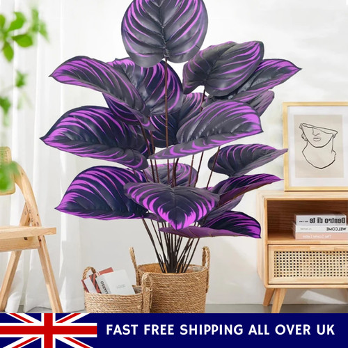 Grande pianta monstera - pianta, di