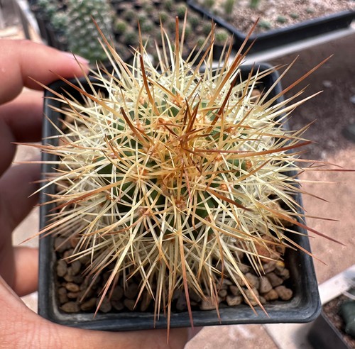 Melocactus evae visto - da,