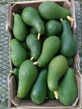 Avocado  prodotto in sicilia