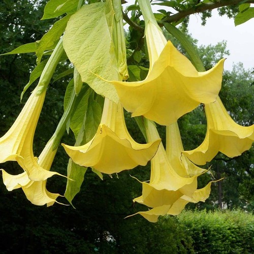 Pianta datura arborea - pianta,