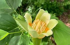 Albero dei tulipani