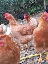 Uova fertili galline ovaiole e