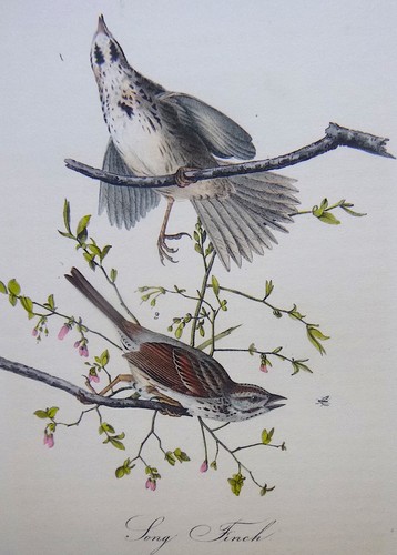 Audubon octavo song - audubon,