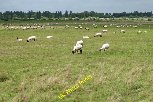 Photo 12x8 suffolk - 12x8, at
