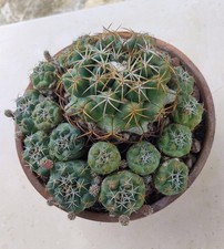 Coryphantha Vaso 20 Molto
