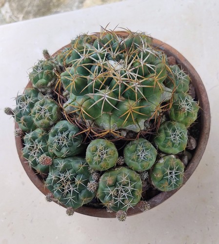 Coryphantha vaso molto - vaso, 20