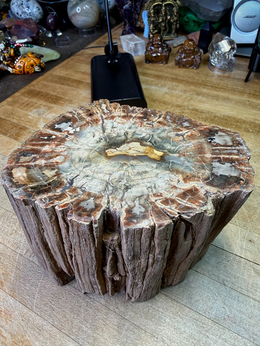 Pietrificato fossile