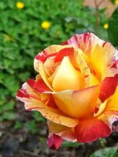 70 SEMI DI ROSA "a righe gialle"