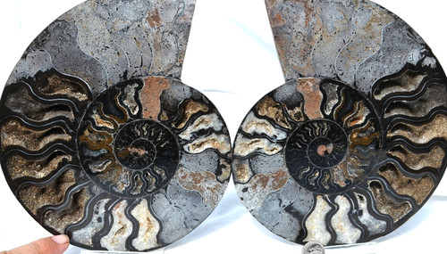 Grande coppia ammonite nera