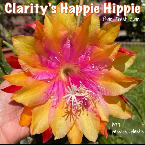 Rare epiphyllum clarity s - -, clarity’s