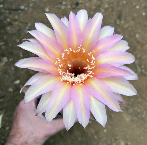 Echinopsis hybrid - echinopsis,