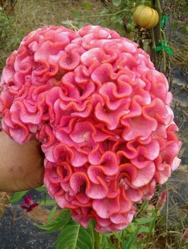 Cervello rosa chiaro - , celosia