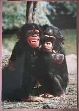 ROMA - GIARDINO ZOOLOGICO -