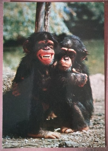 Roma giardino zoologico - -,