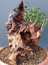 Bonsai Olivastro Foglie