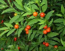 SOLANUM PSEUDOCAPSICUM,PIANTA ORNAMENTALE, BACCHE ROSSE,SEMI SEEDS, RESISTE GELO