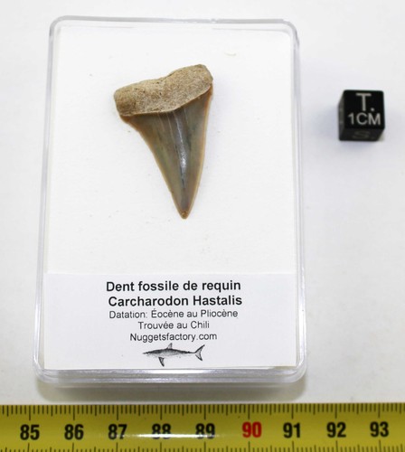 Dente fossile squalo - fossile, di