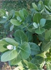 50+ Foglie di Calotropis