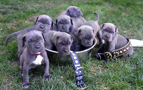 Poster cuccioli pitbull - poster,