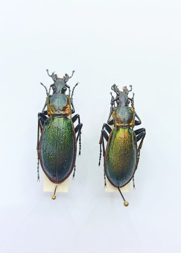 Entomology taxidermy carabus - taxidermy, :