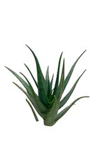 4 Piante Aloe Vera (Arborescens)  N.4 PIANTE DI   2   ANNI