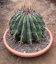 ECHINOCACTUS INGENS - PIANTA
