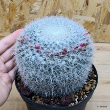 Mammillaria hahniana - Cactus