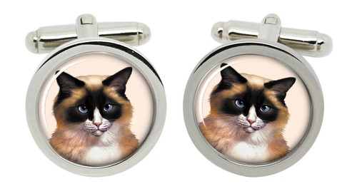 Gatto ragdoll gemelli cromo - gemelli, in