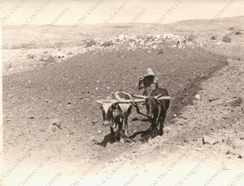 Eritrea beleza carro buoi - eritrea,