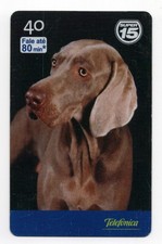 WEIMARANER LOVELY DOG PHONE
