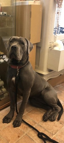 Regalo cuccioli incrocio - ,